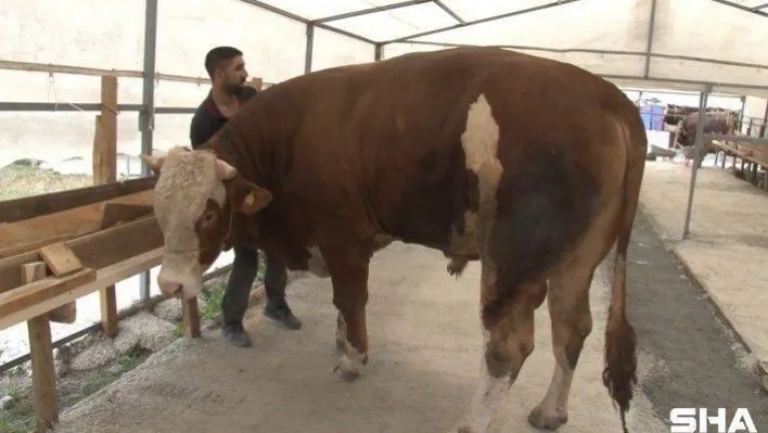 (Özel)- Sultanbeyli'deki kurban pazarının 1 tonluk 'Efe'si alıcısını bekliyor