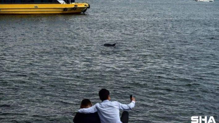 Yunuslar müsilaja rağmen boğaza akın etti