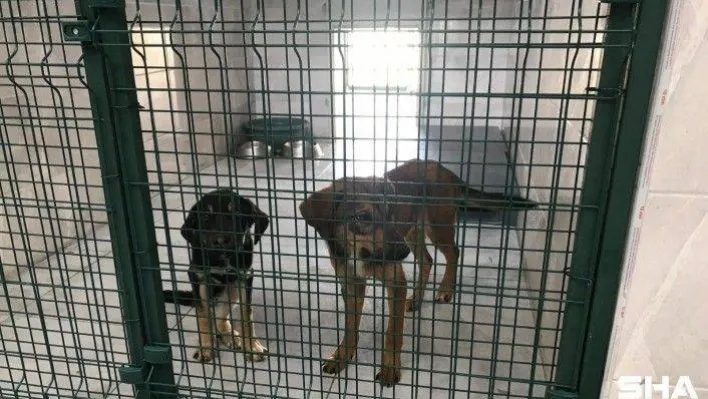 Beykoz'da sokak hayvanlarına özel rehabilitasyon merkezi