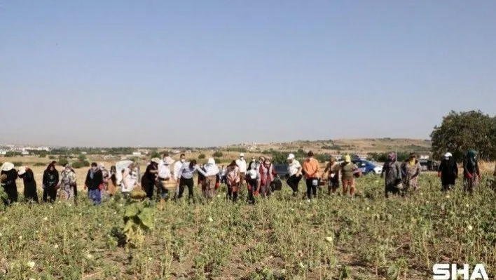 Büyükçekmece bilimsel tarımın ilk mahsullerini almaya başladı