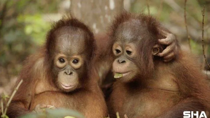 Farklı türlerdeki belgeseller Ağustos ayında izleyicilerle buluşuyor