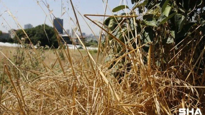 İBB yol kenarlarındaki yeşillik alanları kurumaya terk etti