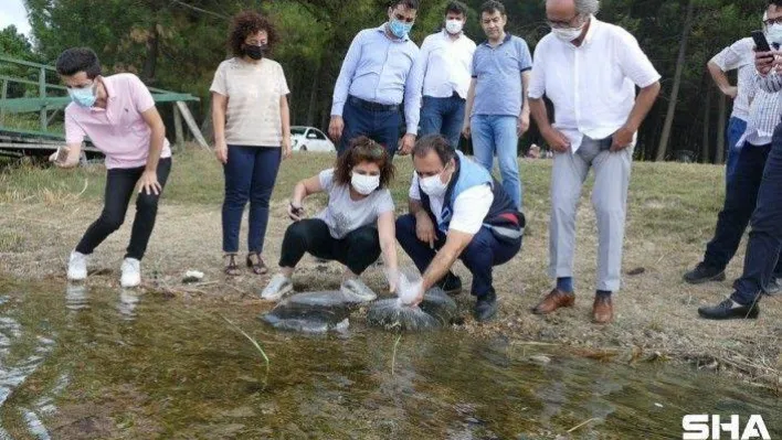 İstanbul'da 14 gölette 573 bin 500 adet sazan yavrusu bırakıldı