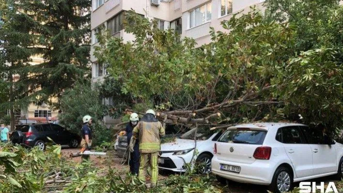 Kadıköy'de mahalleli uykudayken kestane ağacı park halindeki 4 aracın üzerine devrildi