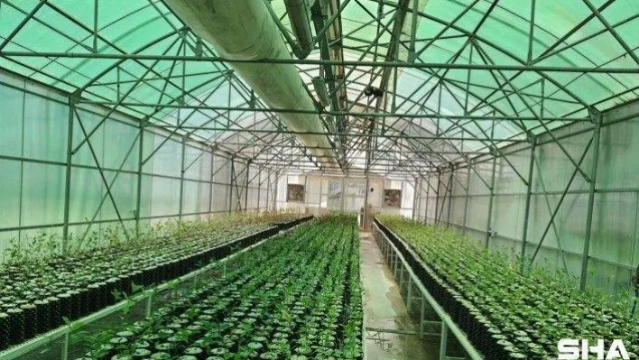 Yeşil vatan için 273 milyon fidan üretildi