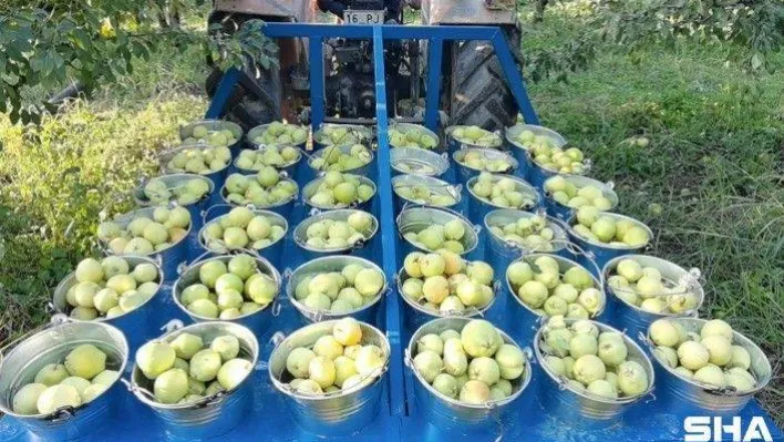 Bursa'da hasat edilen armutların 3 tanesi 1,5 kilo