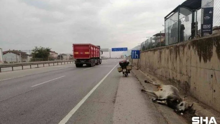 D-100'de 25 metre sürüklenen büyükbaş hayvan telef oldu