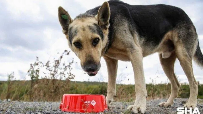 Dünya Hayvanları Koruma Günü kapsamında sokak hayvanlarına mama dağıtıldı