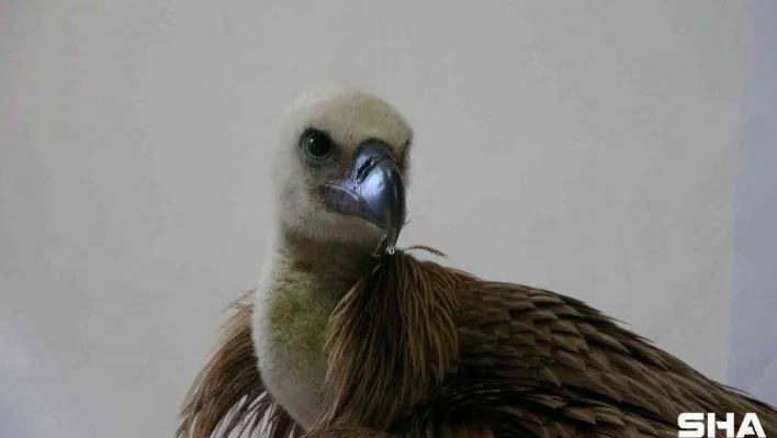 Göç yolunda yorulan kızıl akbaba Marmara Denizi'ne düştü