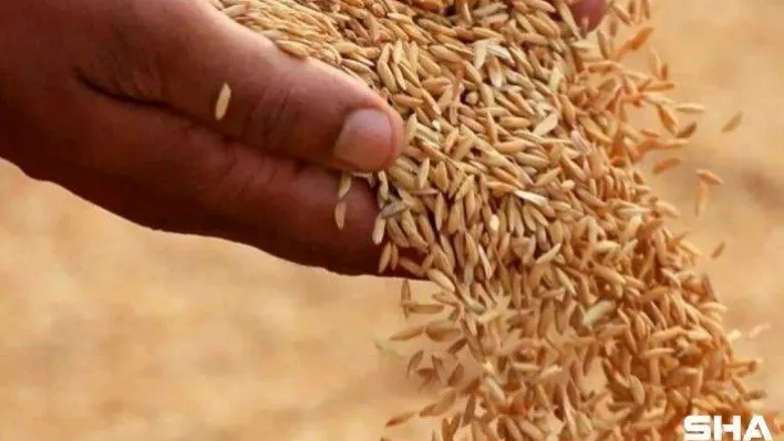 İpsala pirincine AB coğrafi işaret tescil başvurusu yapıldı