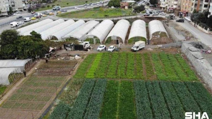 İstanbul'un göbeğinde, E-5'in yanında organik tarım