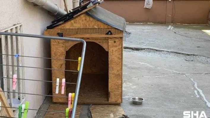 (Özel) Maltepe'de doktorun köpeğine yumruklu şiddeti kamerada