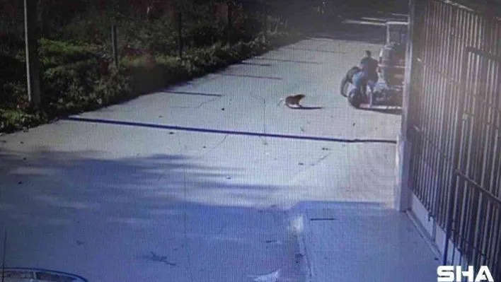 (Özel) Motosikletle köpekten kaçarken yol kenarındakilere böyle çarptı