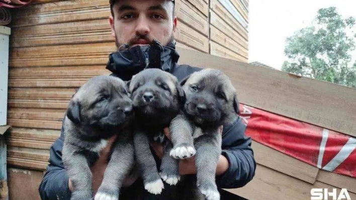 (Özel) Sivas kangallarını Bursa'da yetiştirip yavrularını 7 bin liradan satıyor