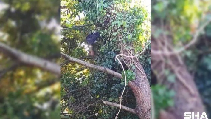 Ağaç budarken üzerine dal düşen adam hayatını kaybetti