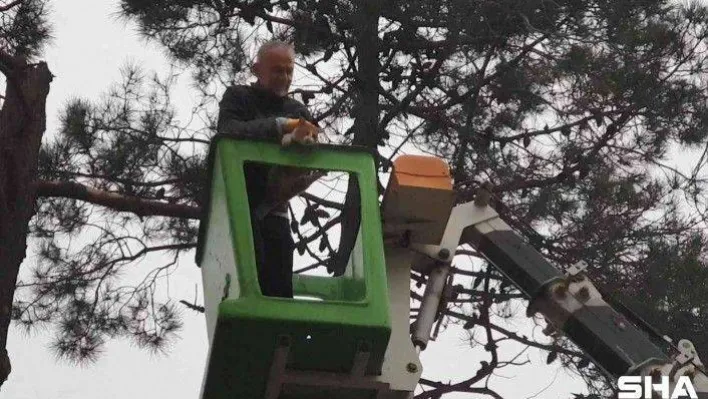 Ağaçta mahsur kalan kediyi Çekmeköy Belediye Başkanı Ahmet Poyraz kurtardı