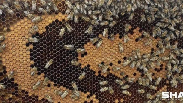 Arı poleni hastalıklara karşı kalkan görevi görüyor