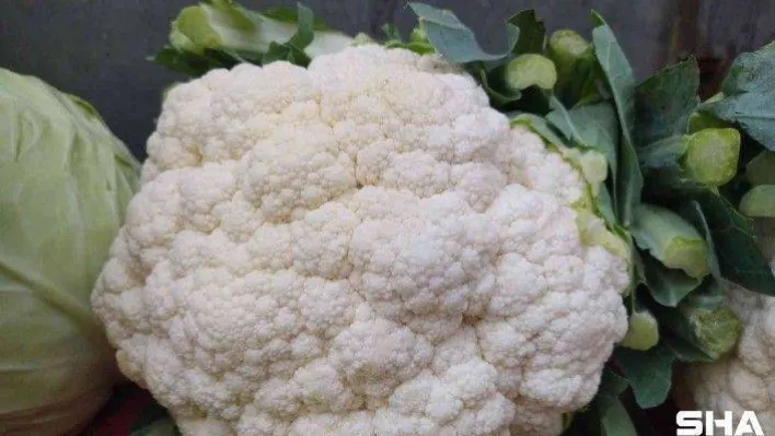 Bakteri-savar karnabahar 15 liradan 6 liraya düştü