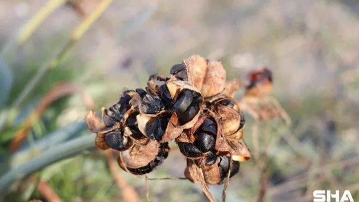 Bu çiçeği kopartmanın cezası dudak uçuklatıyor