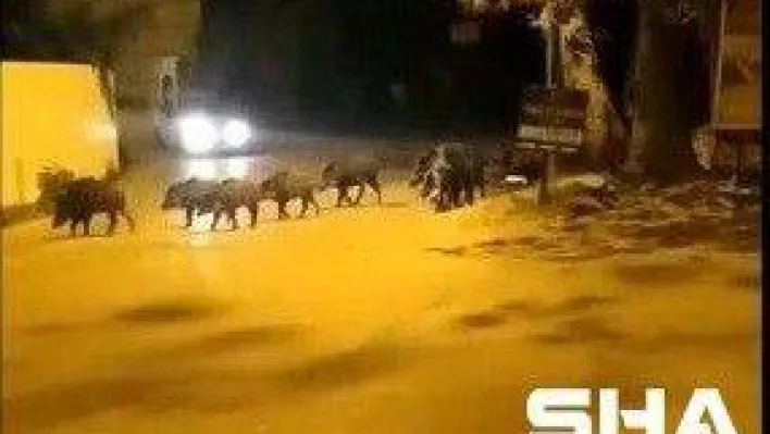 Bursa'da aç kalan domuz sürüsü ilçe merkezine indi