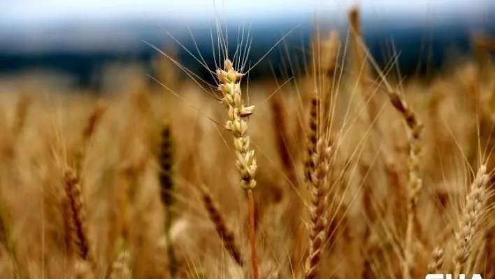 Edirne'de buğday 4 lira 51 kuruştan satıldı