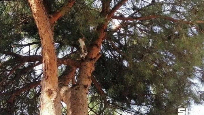 Evden kaçan kediyi ağaçtan itfaiye ekipleri kurtardı