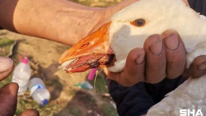 Gelişigüzel atılan misina kancaları kazın diline ve sırtına takıldı