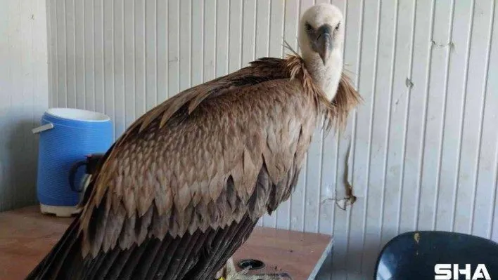 Göç yolunda yorulan akbaba İpsala'da mola verdi