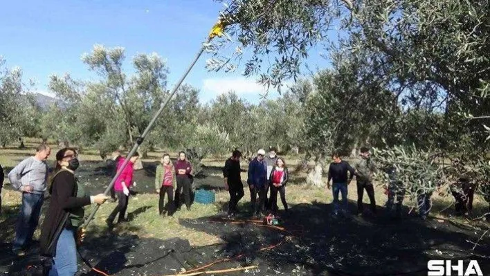 Hem zeytinciliği öğreniyorlar, hem de zeytinyağı ve zeytin üretiyorlar