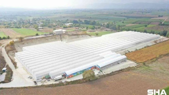 Hindistan cevizi kabuğundan domates üretimi