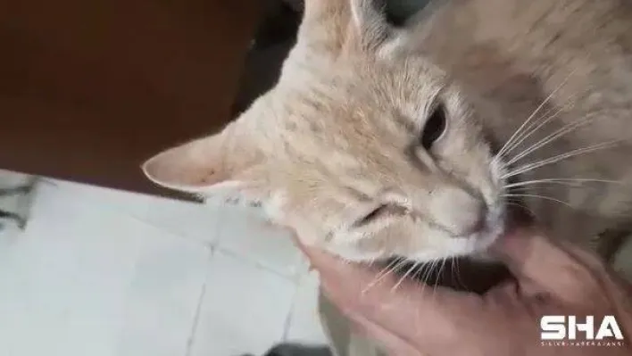 İskelede 4 gün mahsur kalan 'Garip' kurtarıldı