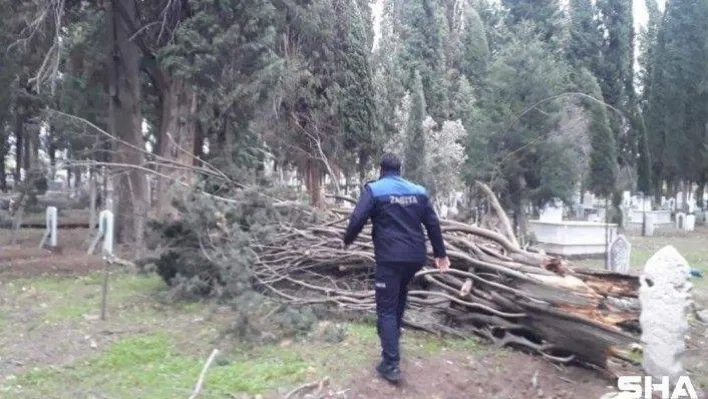 Lodosun hızı 100 kilometreyi geçti, yüz yıllık ağaçlar devrildi