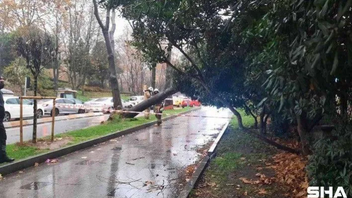 Maçka Parkı girişinde ağaç devrildi: Trafik durma noktasına geldi