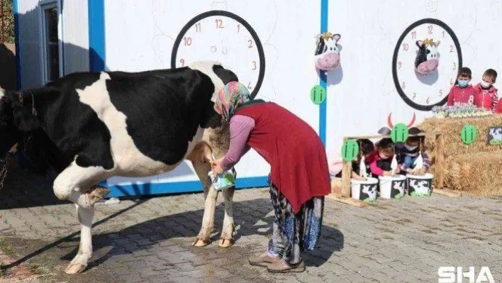 Öğrencilerine 'İ' harfini öğretmek için okula inek getirdi