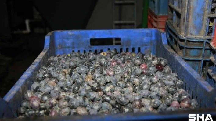 (Özel) Bursa'da zeytinyağı için yağhanelerde mesai başladı