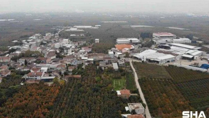 (Özel) Türkiye'nin meyve ambarı...Futbol topu gibi armutlar şaşırtıyor