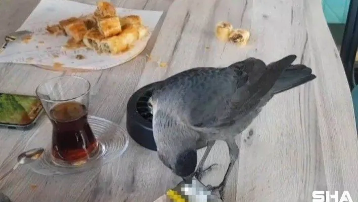 Sigara tiryakisi karga müşterilerin sigaralarını böyle çalıyor