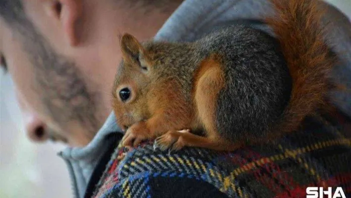 Sincap 'Alvin' çay içiyor, cips yiyor, otomobille geziyor