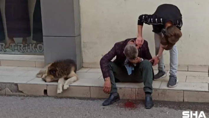 Vefakâr köpek, kanlar içinde kalan sahibinin başından ayrılmadı