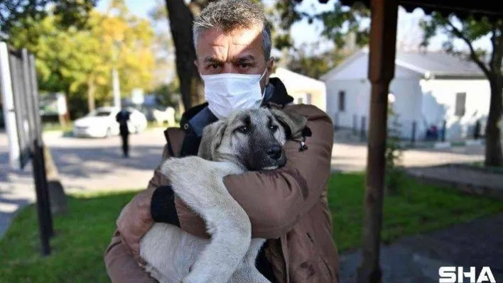 Yaralı köpeğe Osmangazi şefkati