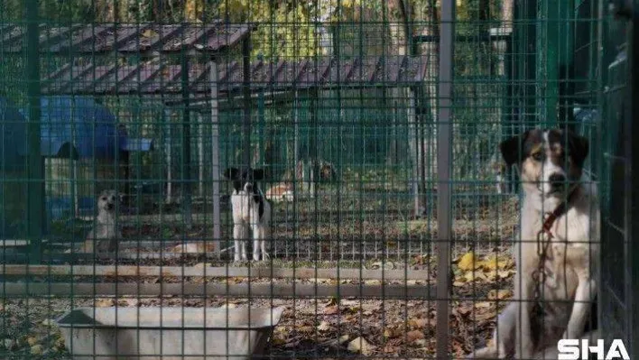 4 ayda 600 sokak hayvanına umut oldular