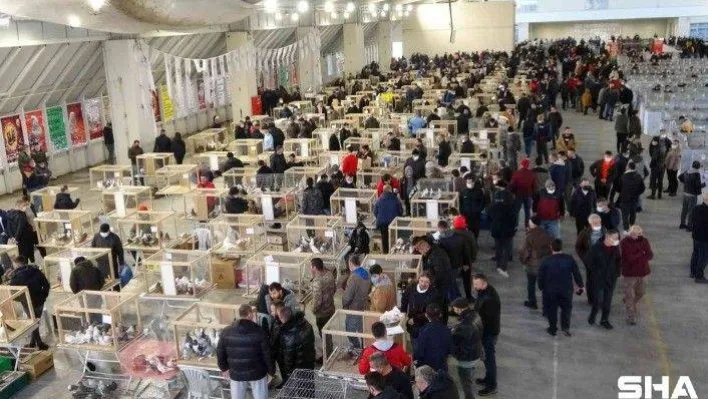 7 farklı ülkeden hakemlerin yer aldığı festivalde 10 bine yakın güvercin sergilendi
