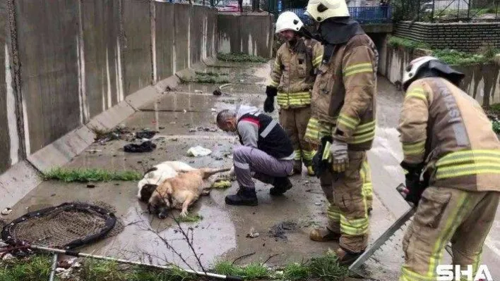 Ataşehir'de dereye düşen 6 köpek boğulmaktan kurtarıldı