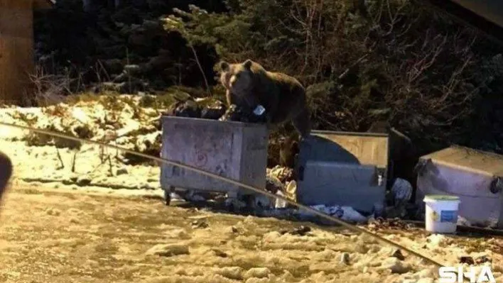Bursa'da selam verdikleri ayı otomobile saldırdı, o anlar kameraya yansıdı