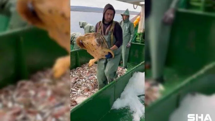 Çanakkale'de balıkçı ağlarına takılan caretta caretta denize salındı
