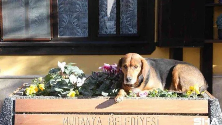 Girit Mahallesi peyzaj çalışmalarıyla renkleniyor