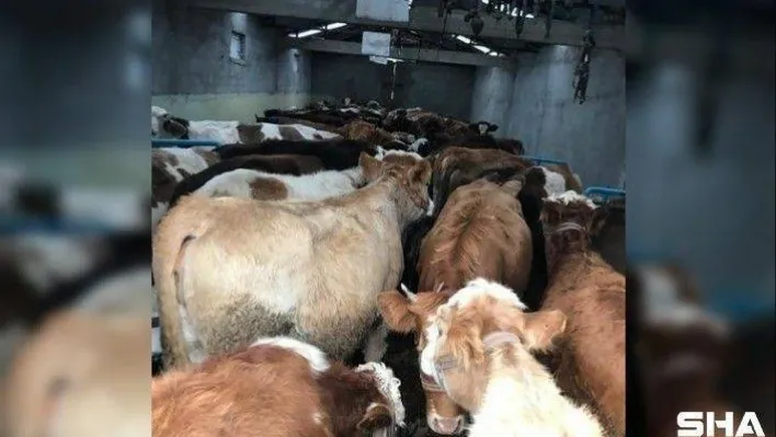 Kaçak hayvan besicilerine 1 milyon 79 bin lira ceza
