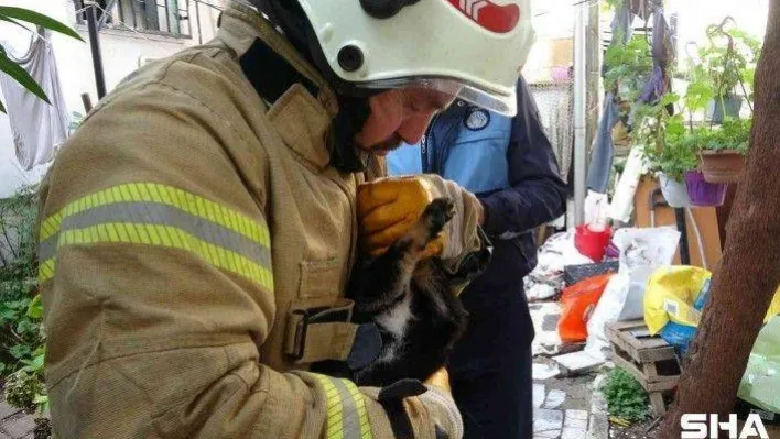 Kartal'da yanan evdeki köpek ve kediler son anda kurtarıldı