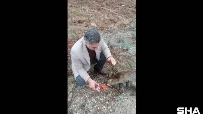Kırklareli'nde tilki yol kesip, yiyecek istiyor