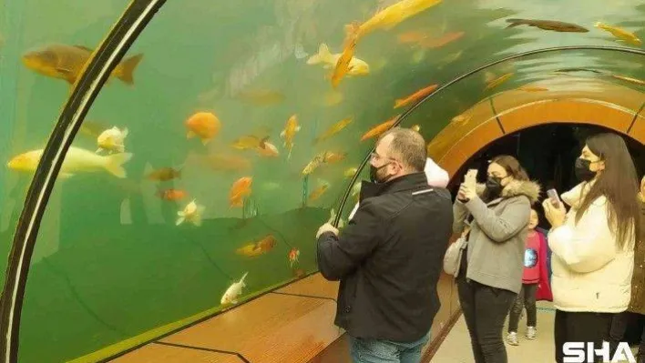 Köpek balıklarıyla dolu bu tünele girenler okyanusların heyecanını yaşıyor